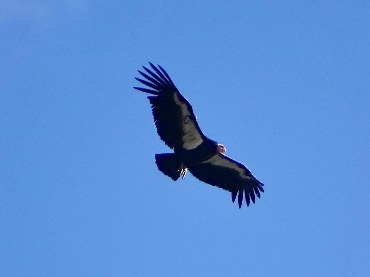 California Condor - ML142440841