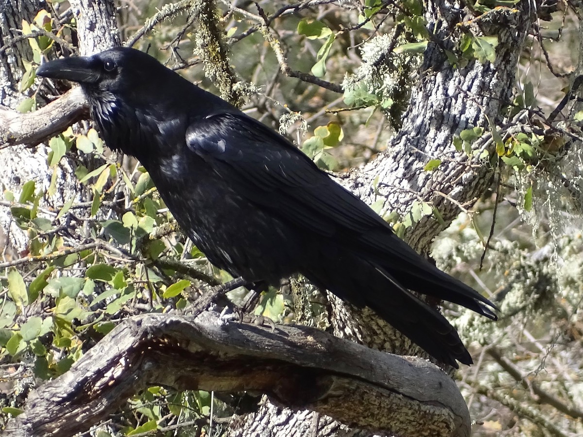 Common Raven - Jeffrey Roth