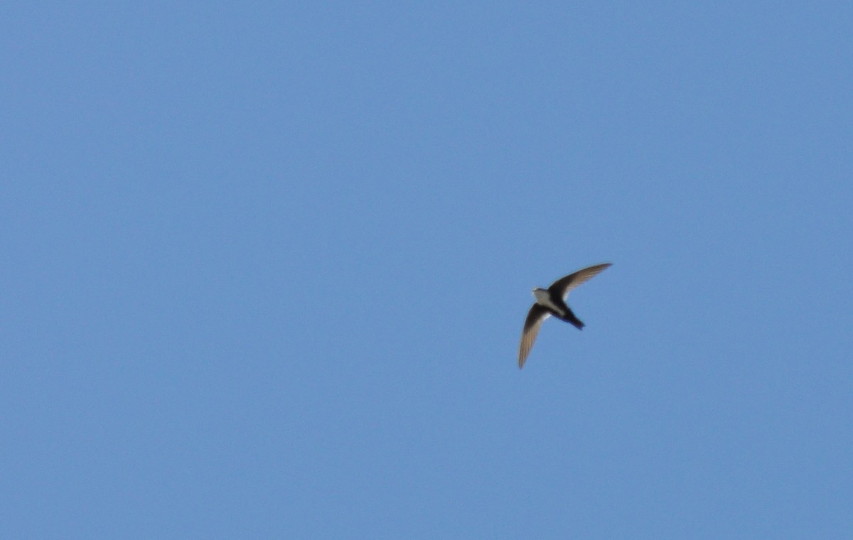 White-throated Swift - Ryan O'Donnell