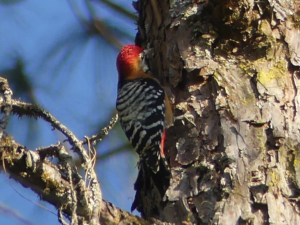 Rufous-bellied Woodpecker - Shelley Rutkin