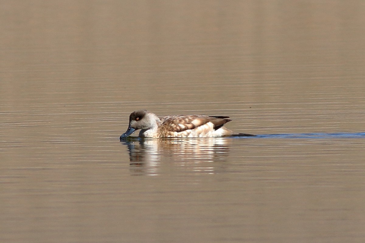Crested Duck - ML142443741