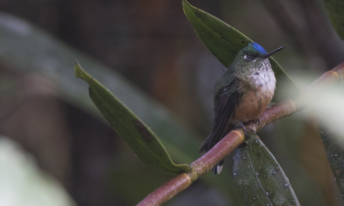 Violet-tailed Sylph - ML142445181