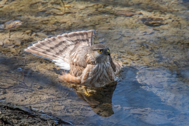 Sharp-shinned Hawk