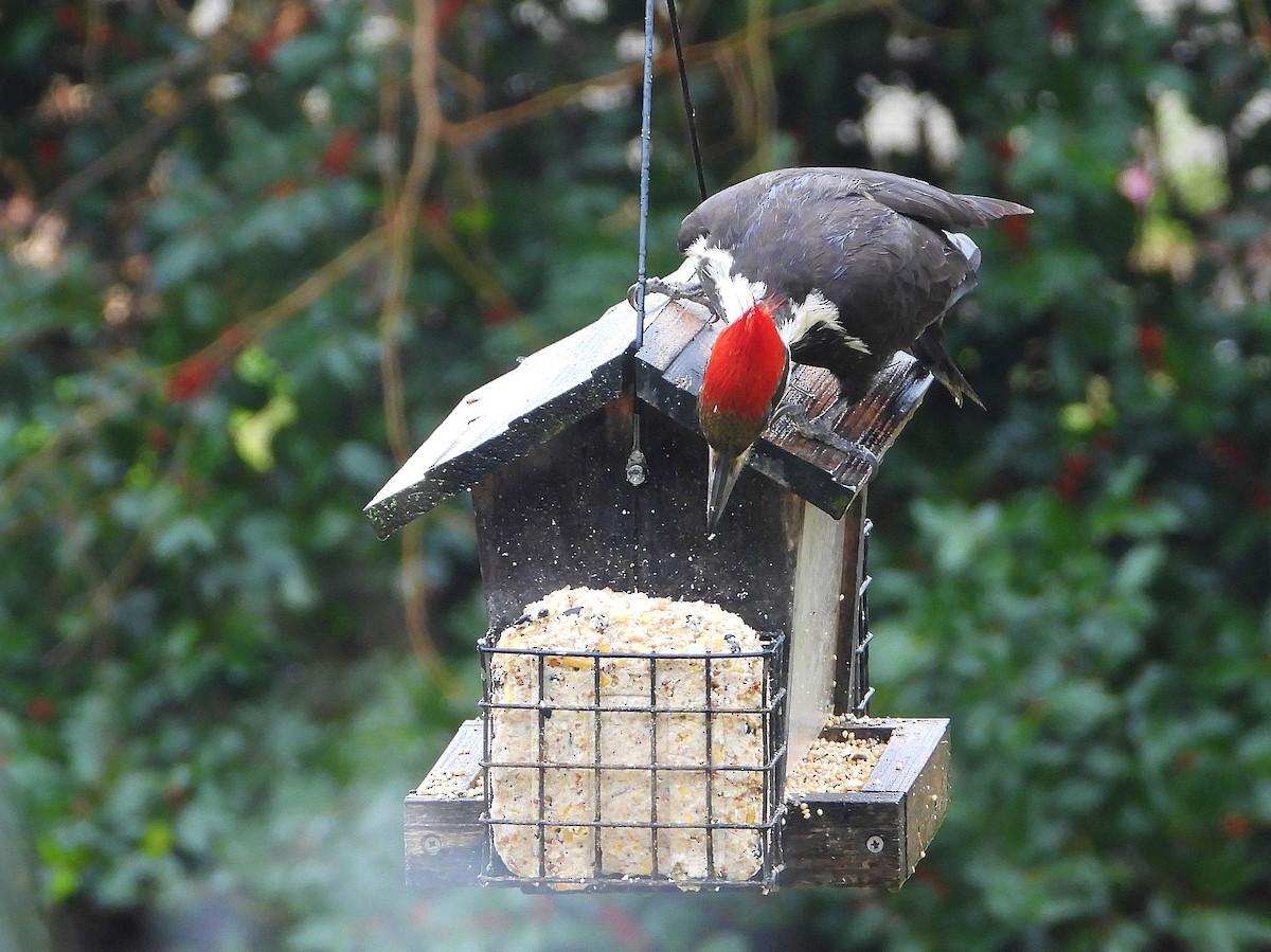 Pileated Woodpecker - Ron Furnish