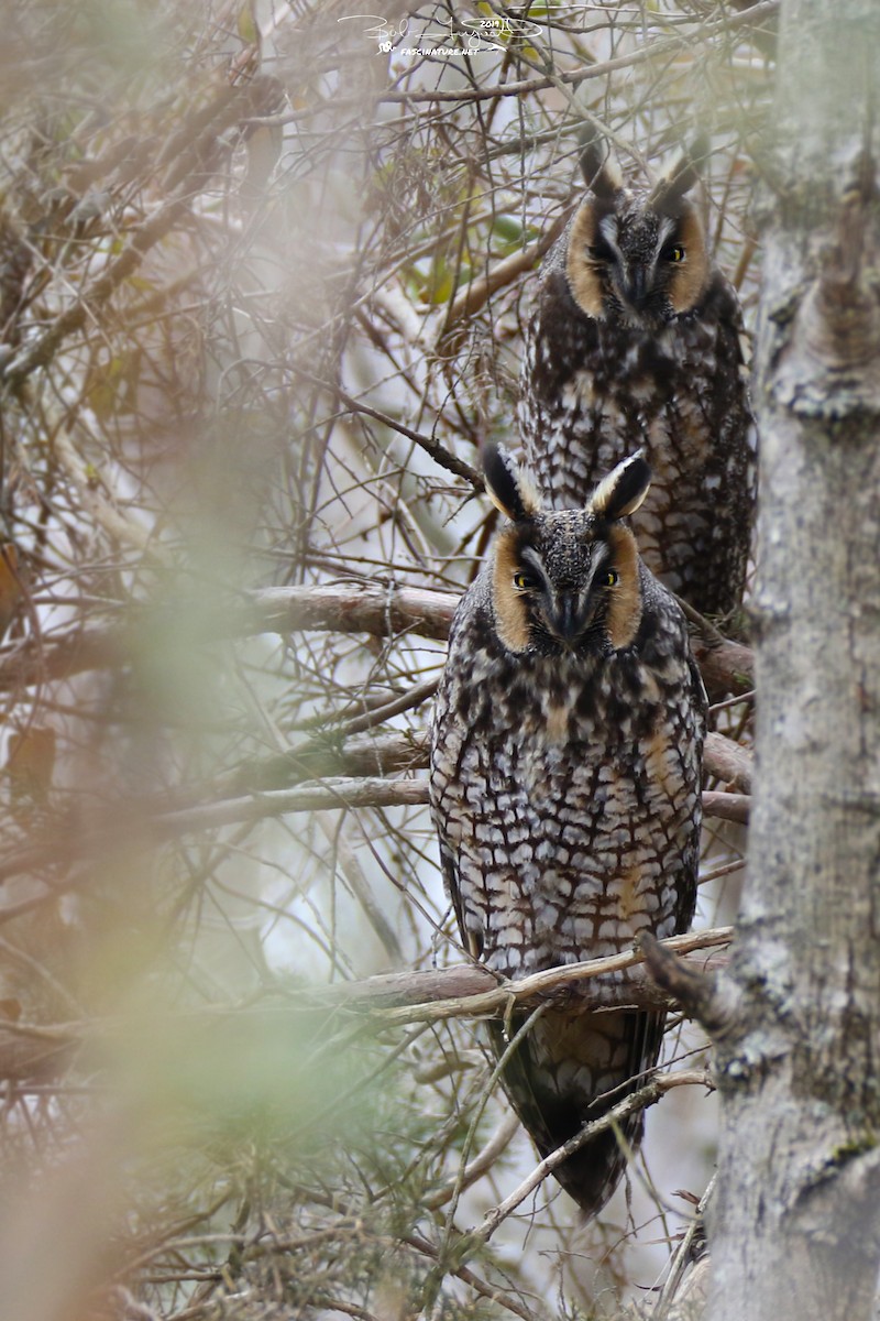 Long-eared Owl - Robert Ferguson