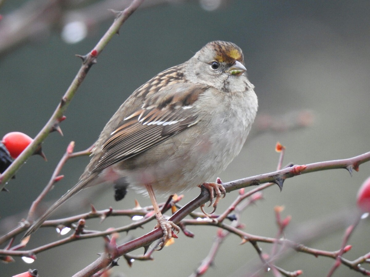 Golden-crowned Sparrow - Isaac  Denzer