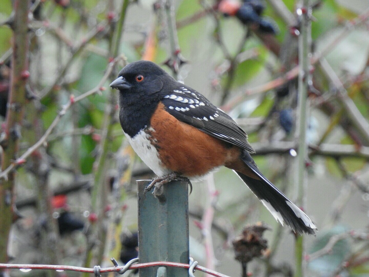 Spotted Towhee - ML142447121