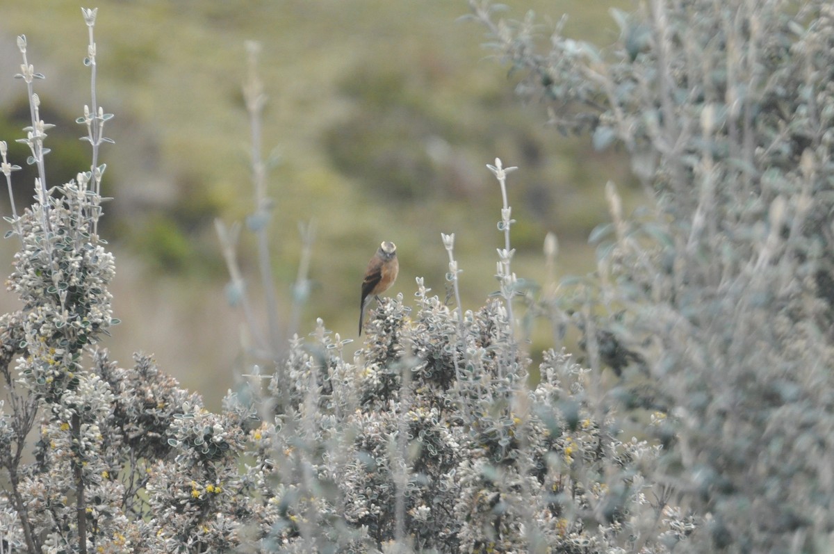 Brown-backed Chat-Tyrant - ML142448291