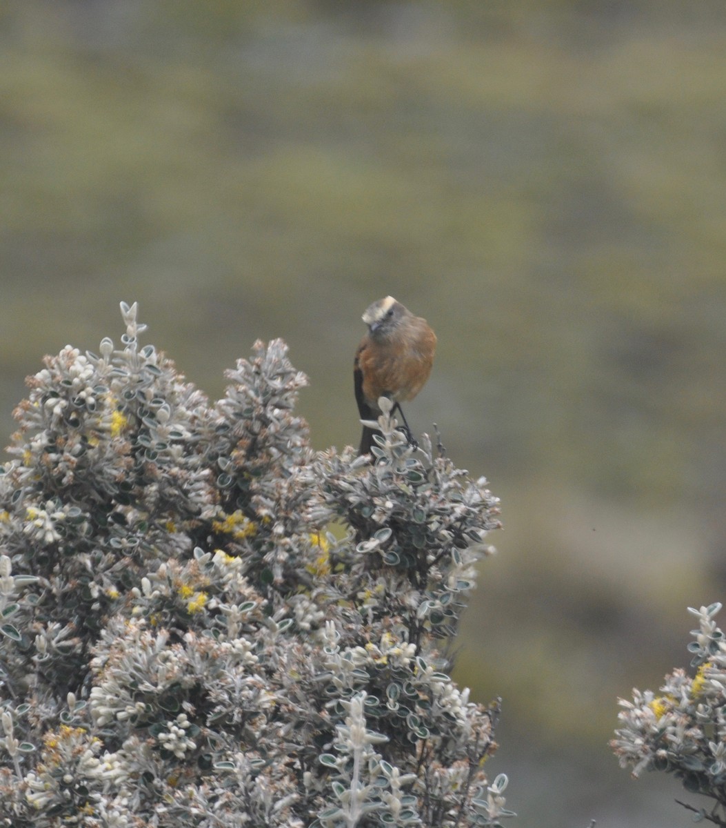 Brown-backed Chat-Tyrant - Lucas Foerster