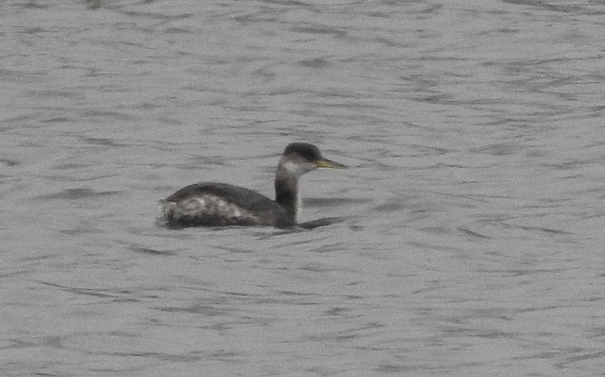 Red-necked Grebe - ML142448911