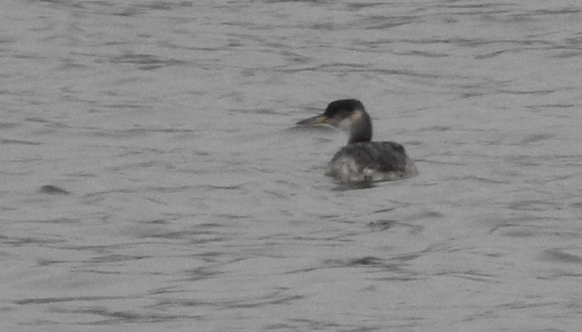 Red-necked Grebe - ML142449011