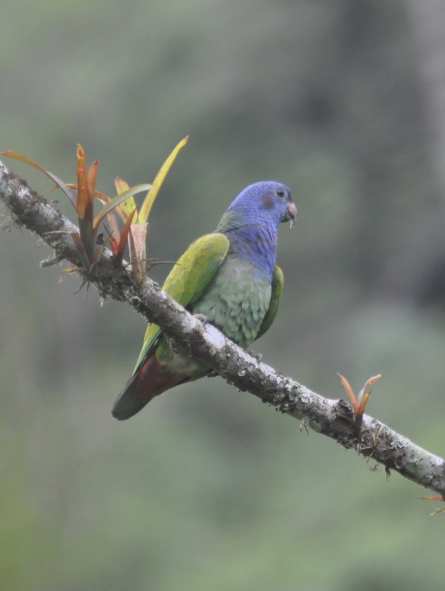 Blue-headed Parrot - Nick Sausen