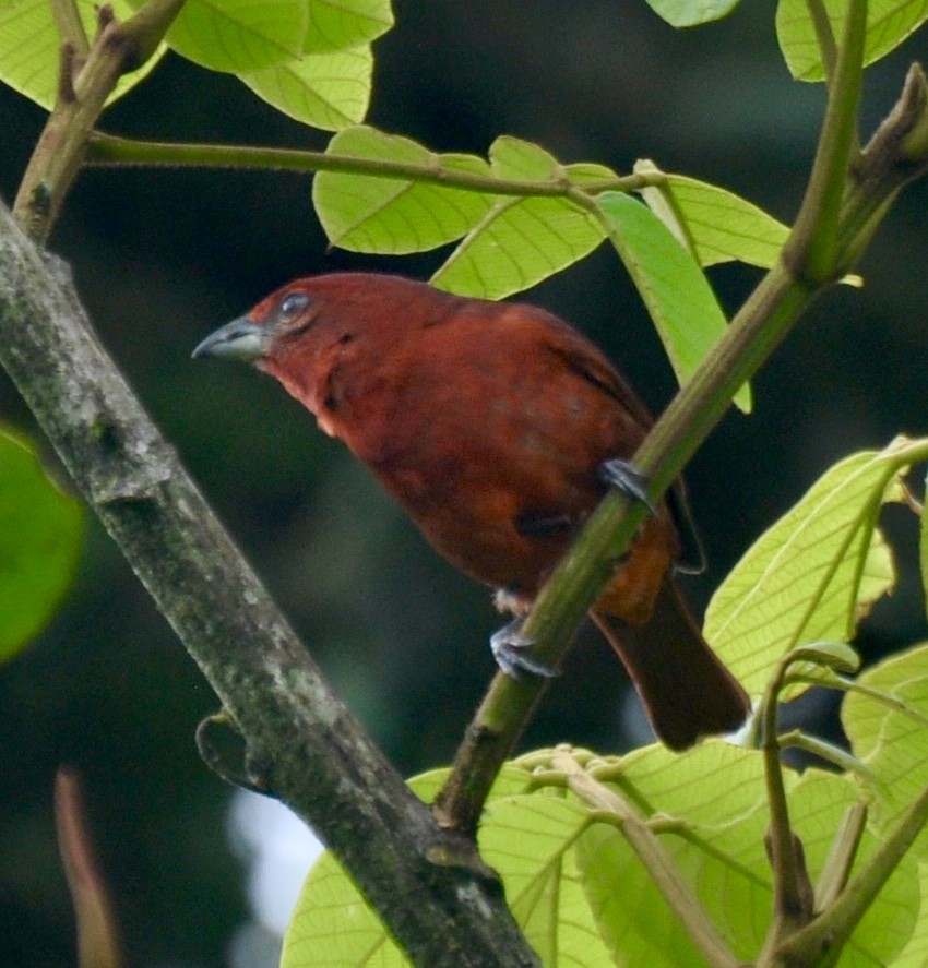 Hepatic Tanager - ML142450481
