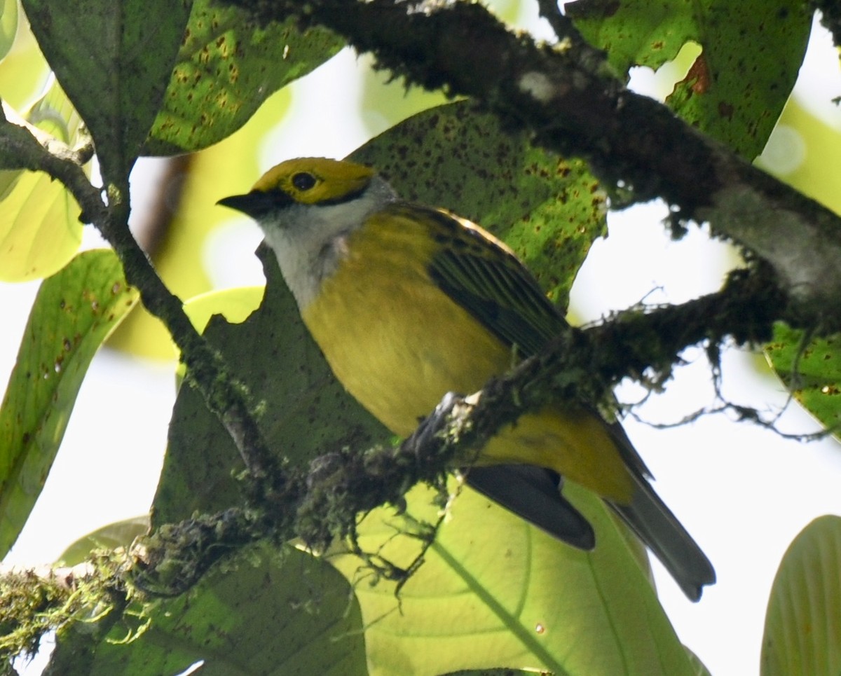 Silver-throated Tanager - ML142450961