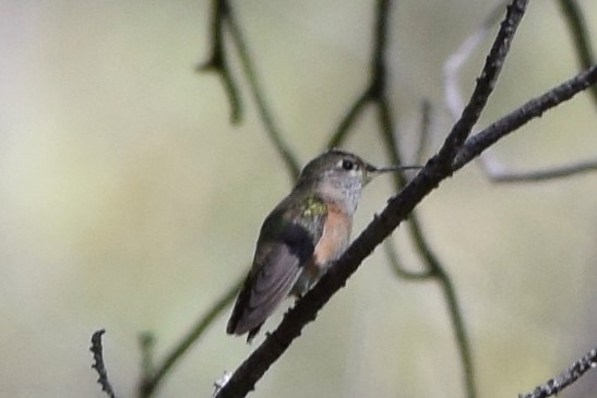 Calliope Hummingbird - Patrick Felker