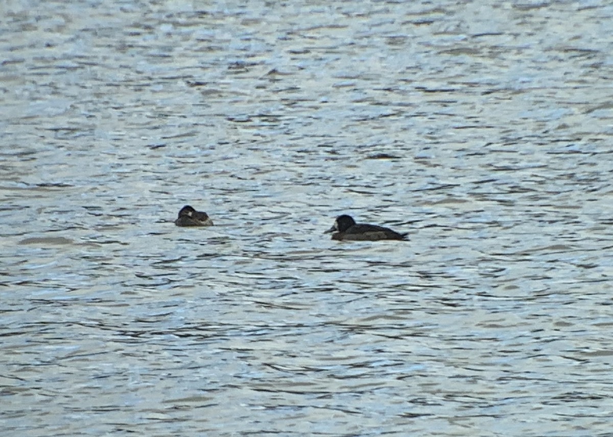Greater Scaup - Rob Fowler