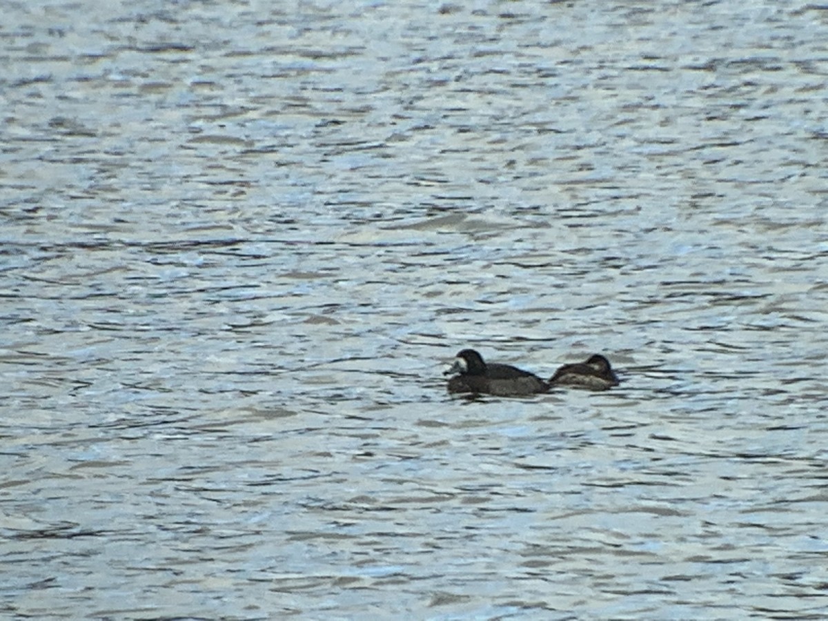 Greater Scaup - ML142454871