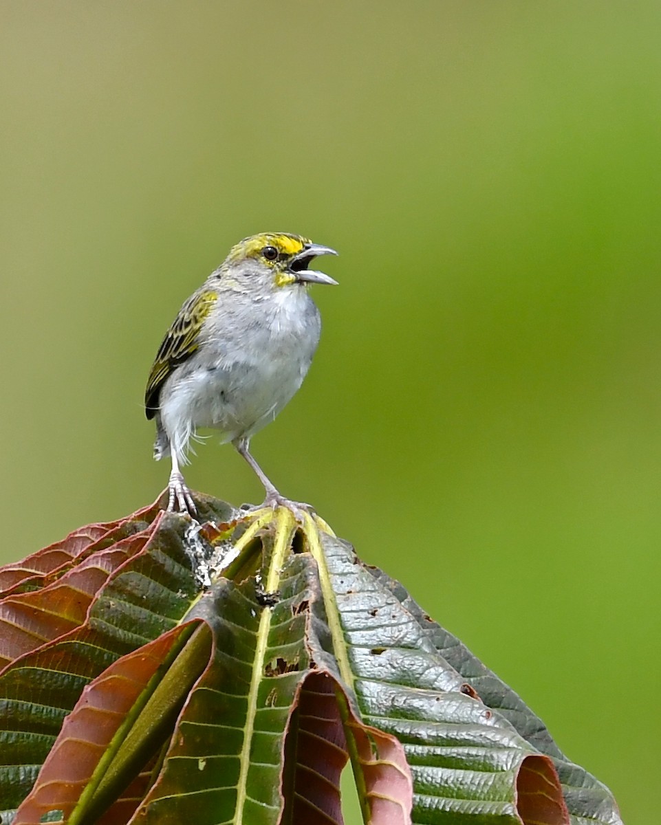 Yellow-browed Sparrow - ML142456101