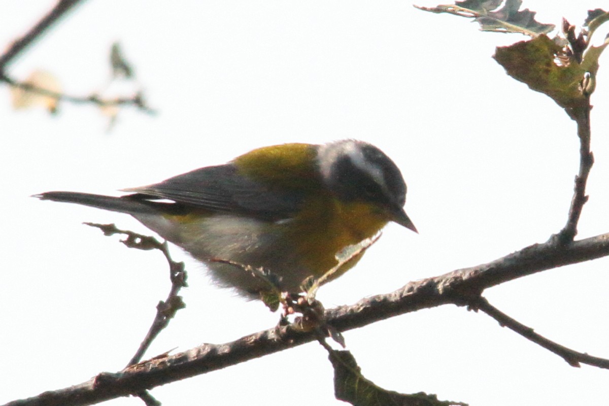 Crescent-chested Warbler - ML142456891