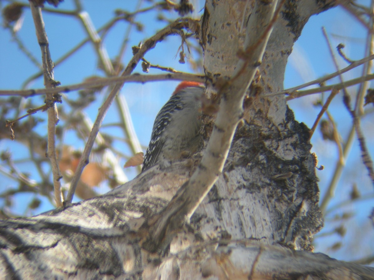 Red-bellied Woodpecker - ML142457251