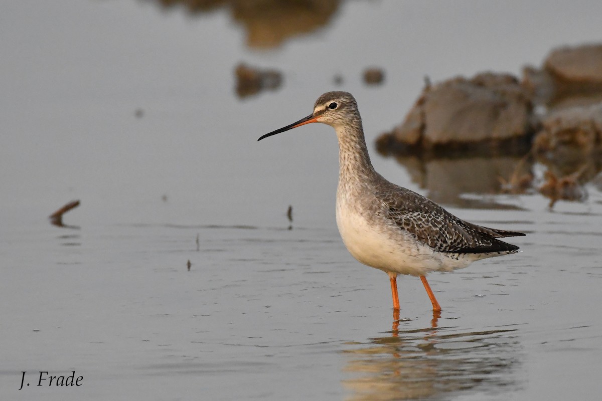 Spotted Redshank - ML142461331