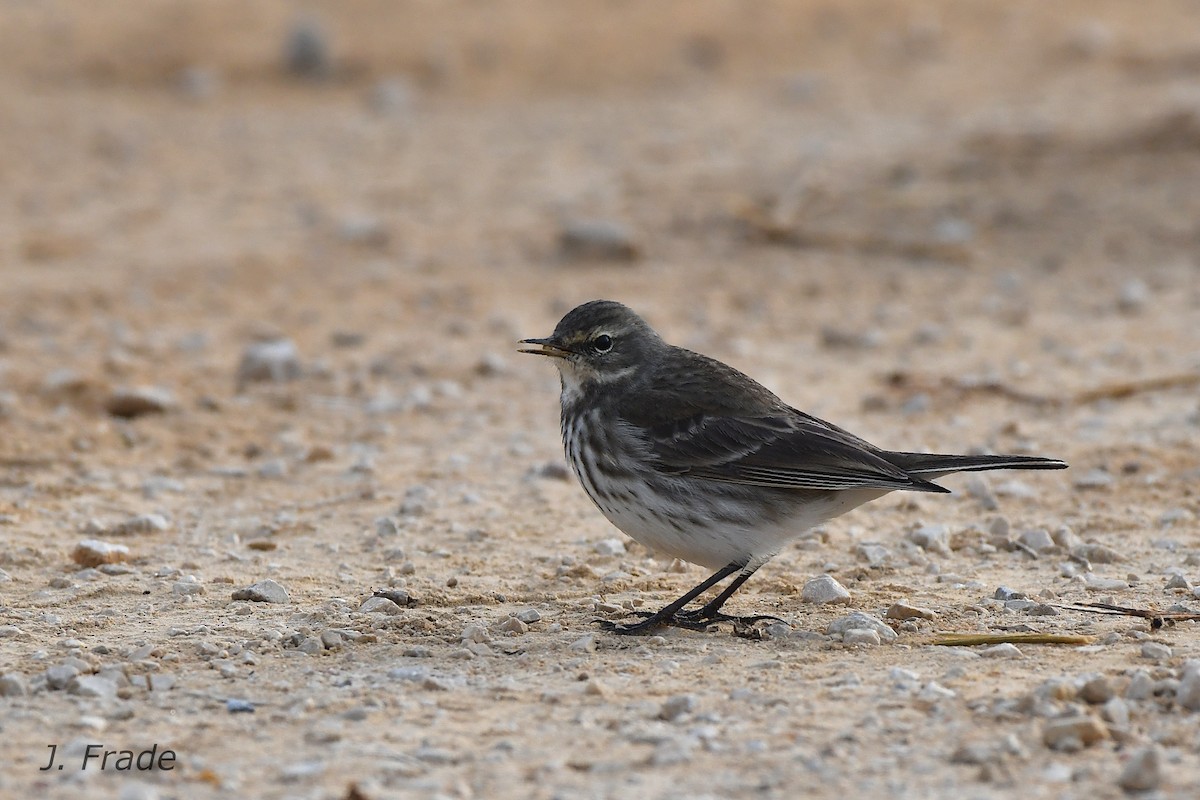 Water Pipit - ML142461481