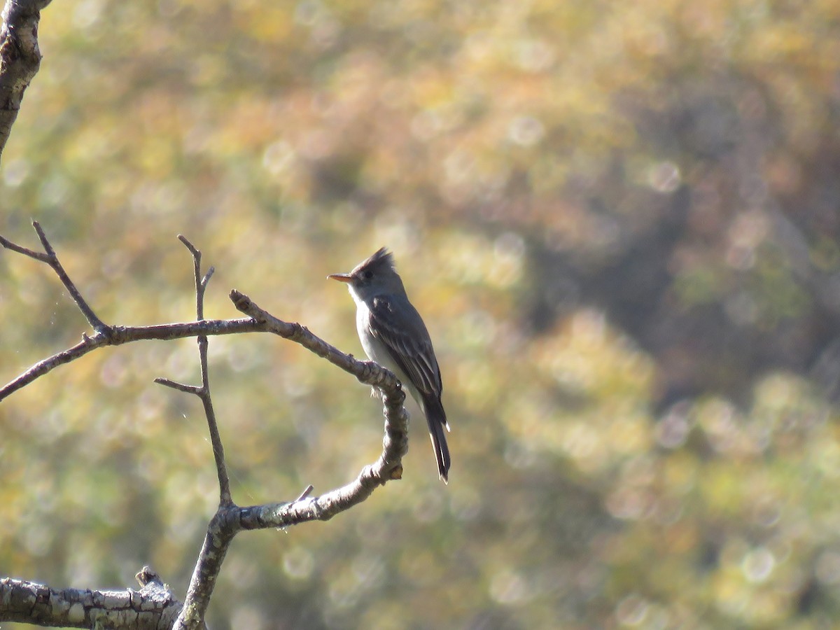 Greater Pewee - ML142463611