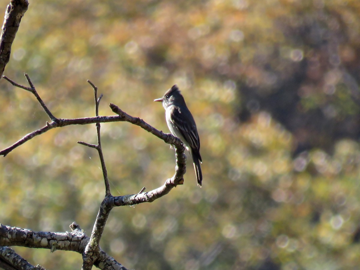 Greater Pewee - ML142463621