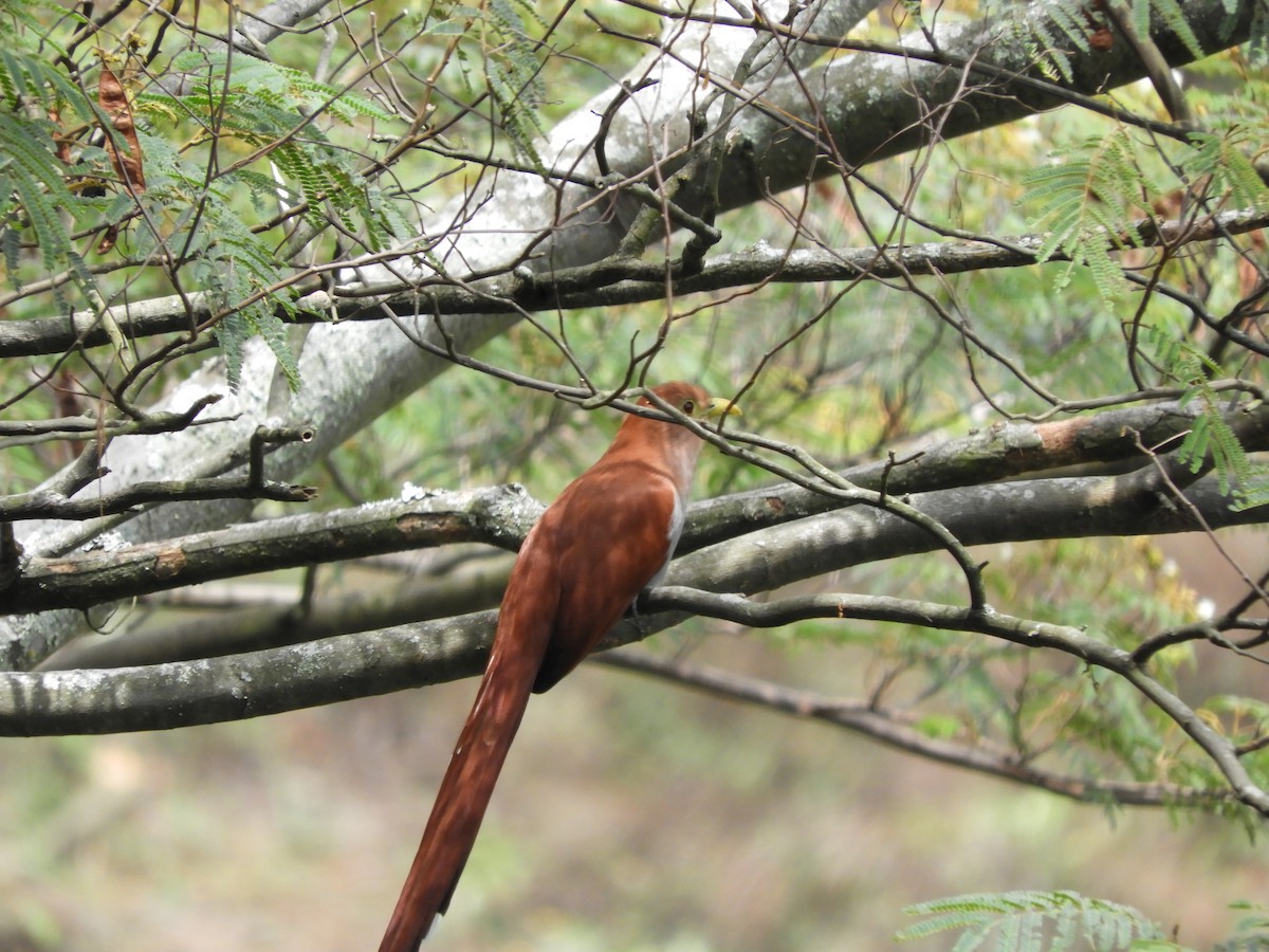Squirrel Cuckoo - Atrato Birding