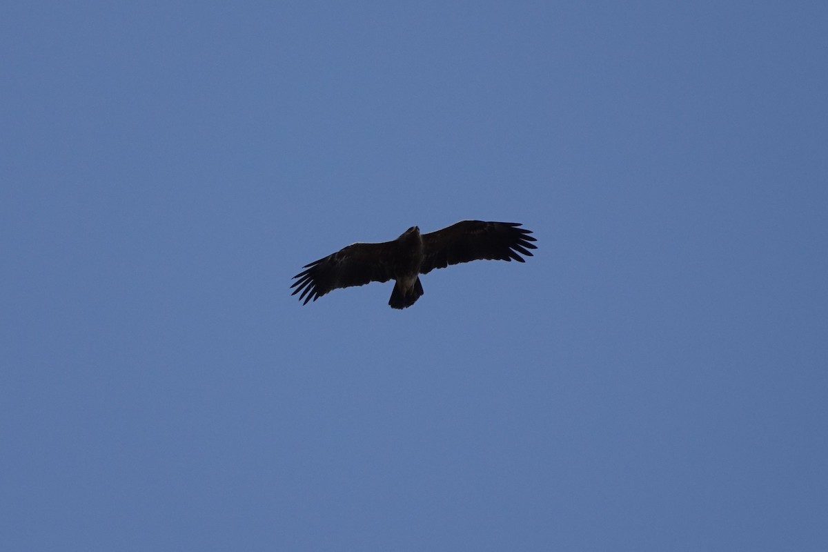 Lesser Spotted Eagle - ML142464041