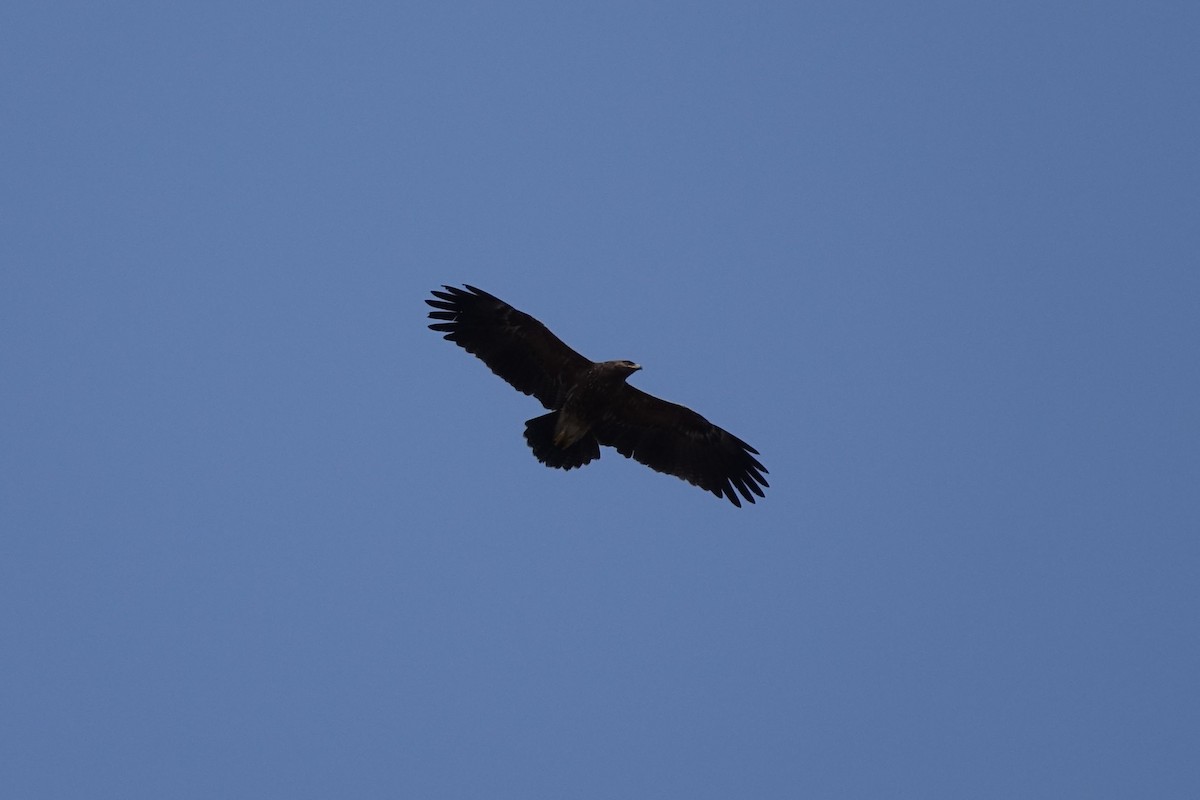 Lesser Spotted Eagle - ML142464051
