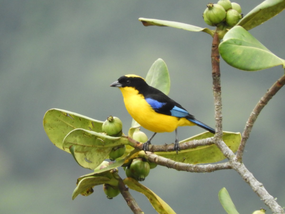 Blue-winged Mountain Tanager - ML142464851