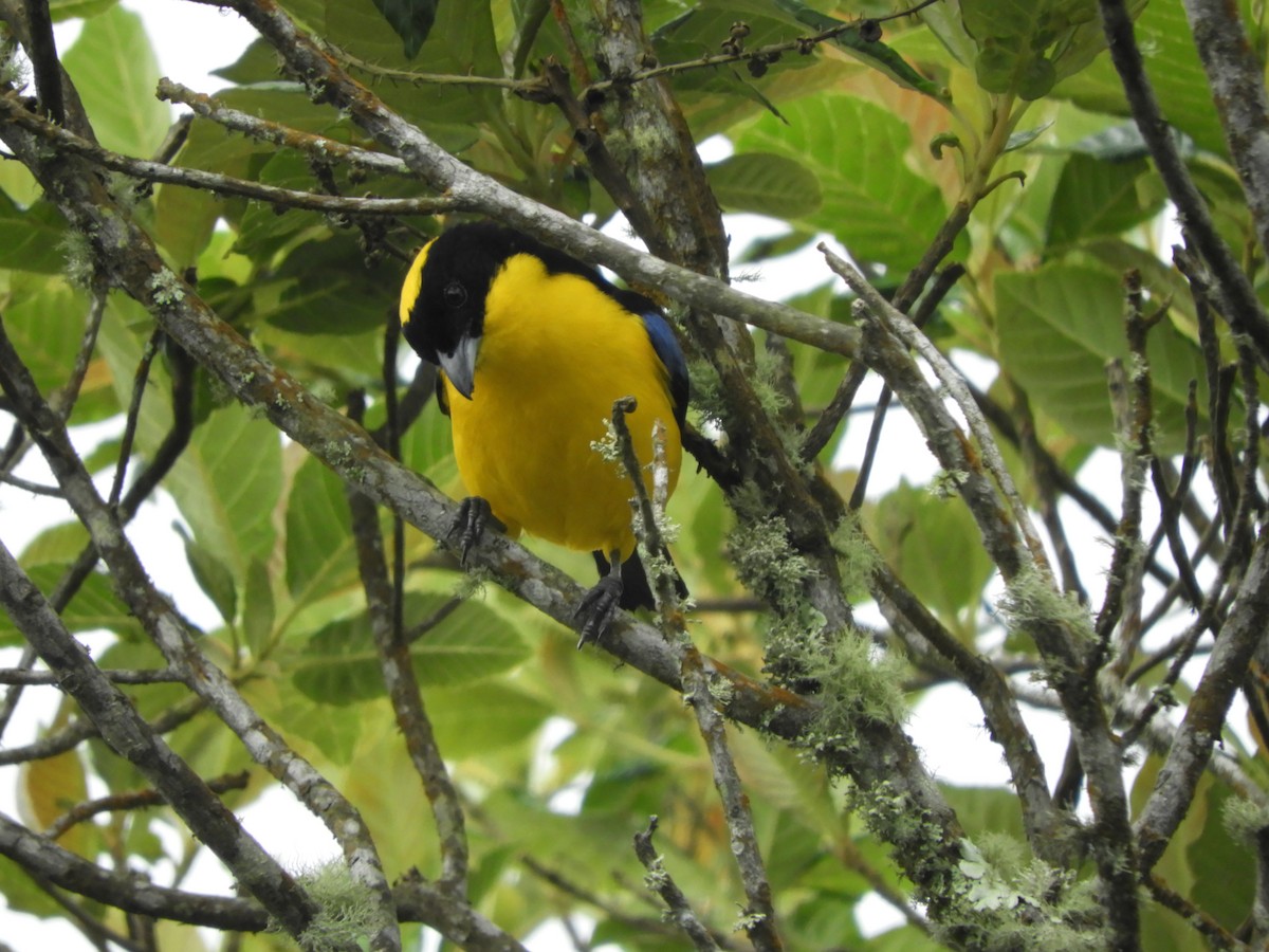 Blue-winged Mountain Tanager - ML142464961