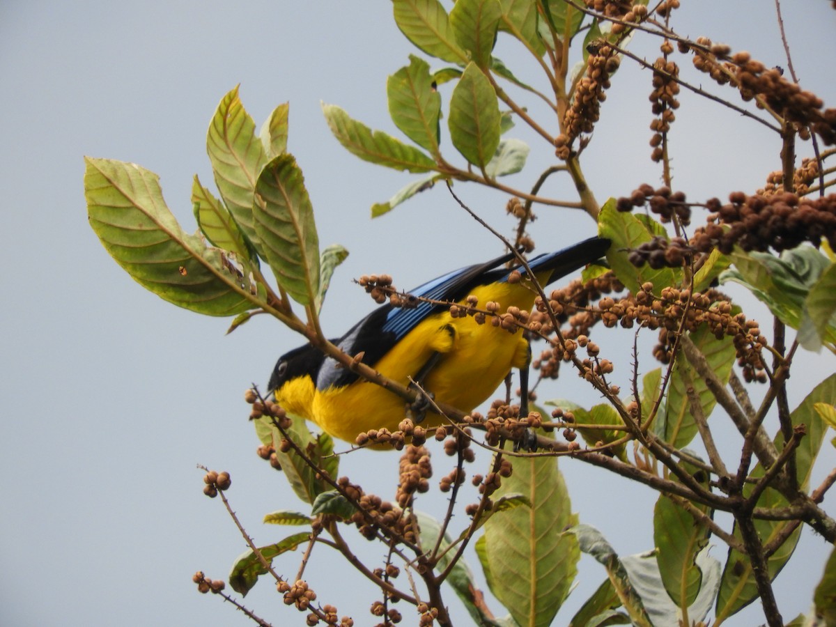 Blue-winged Mountain Tanager - ML142465031