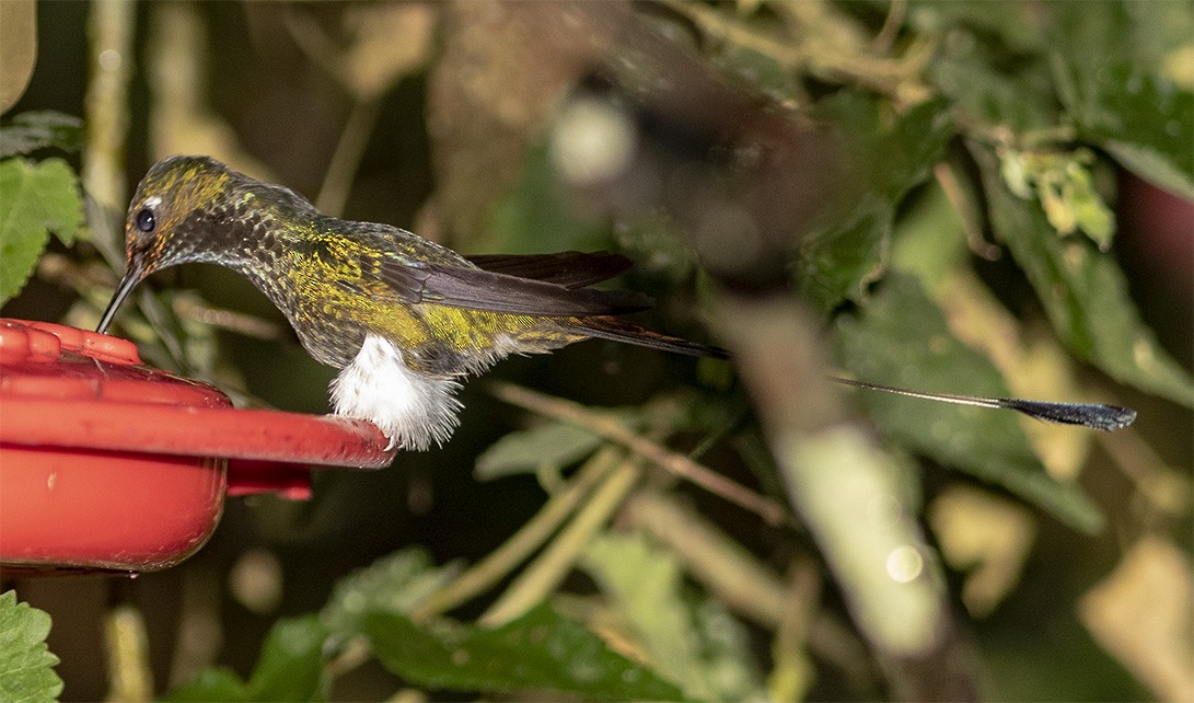 White-booted Racket-tail - ML142465141