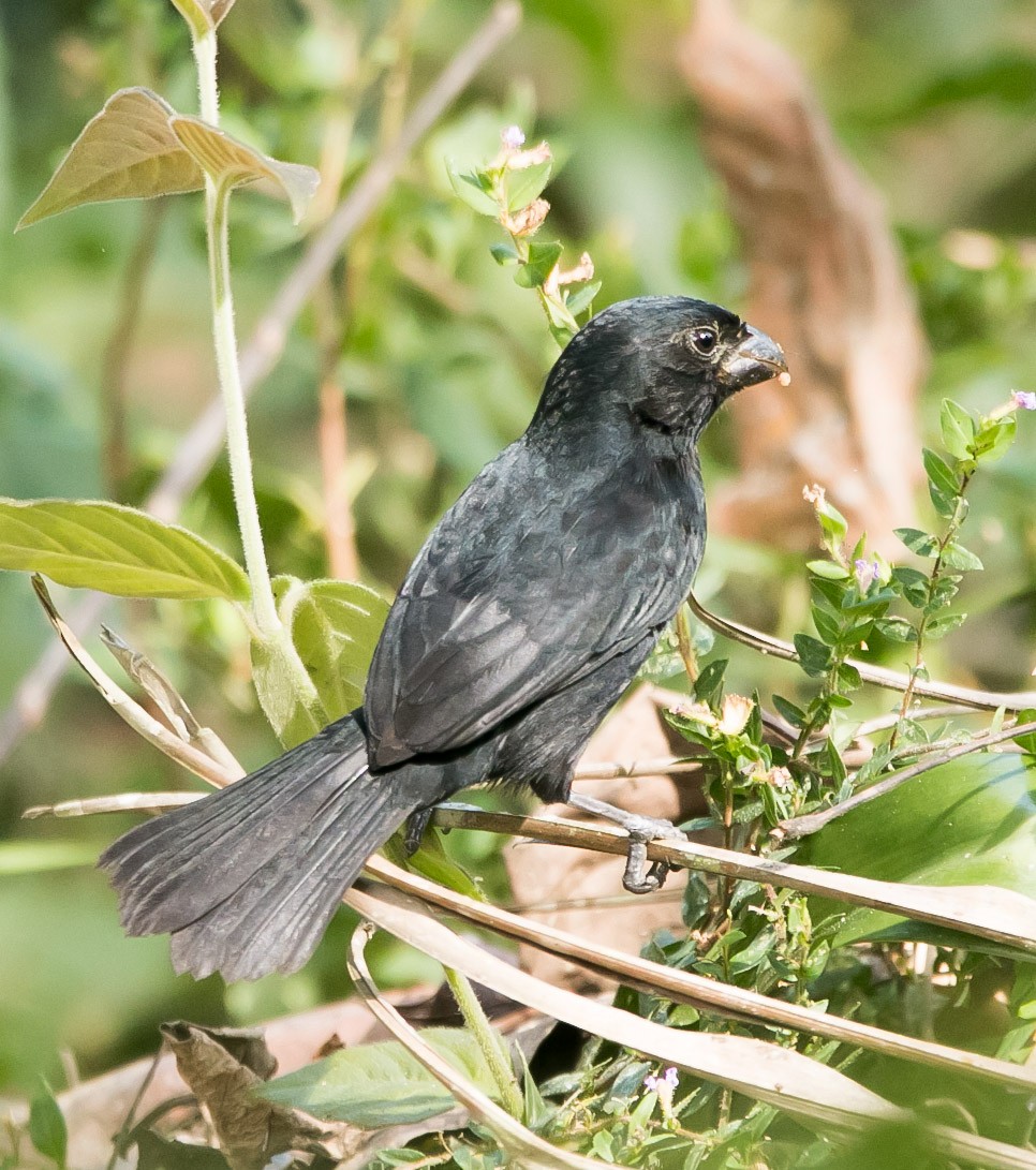 Variable Seedeater - ML142470231