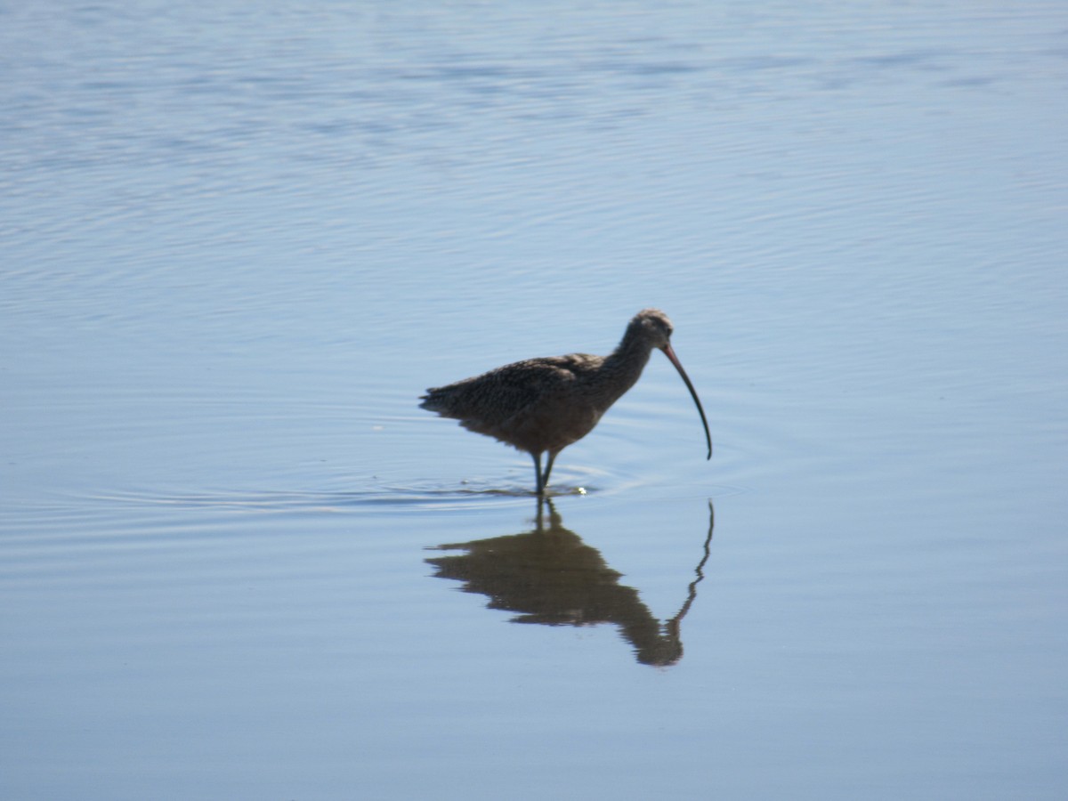 Long-billed Curlew - ML142472401