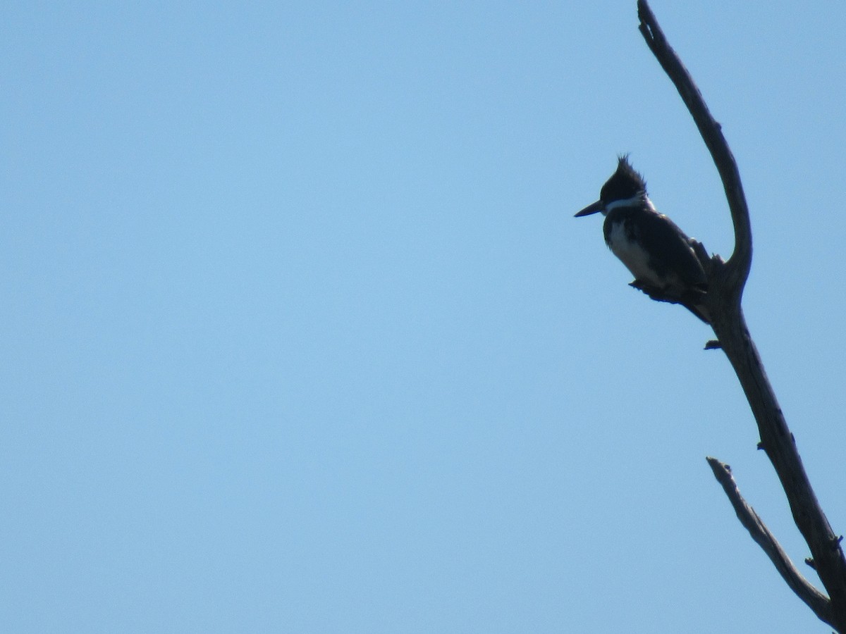 Belted Kingfisher - ML142473831