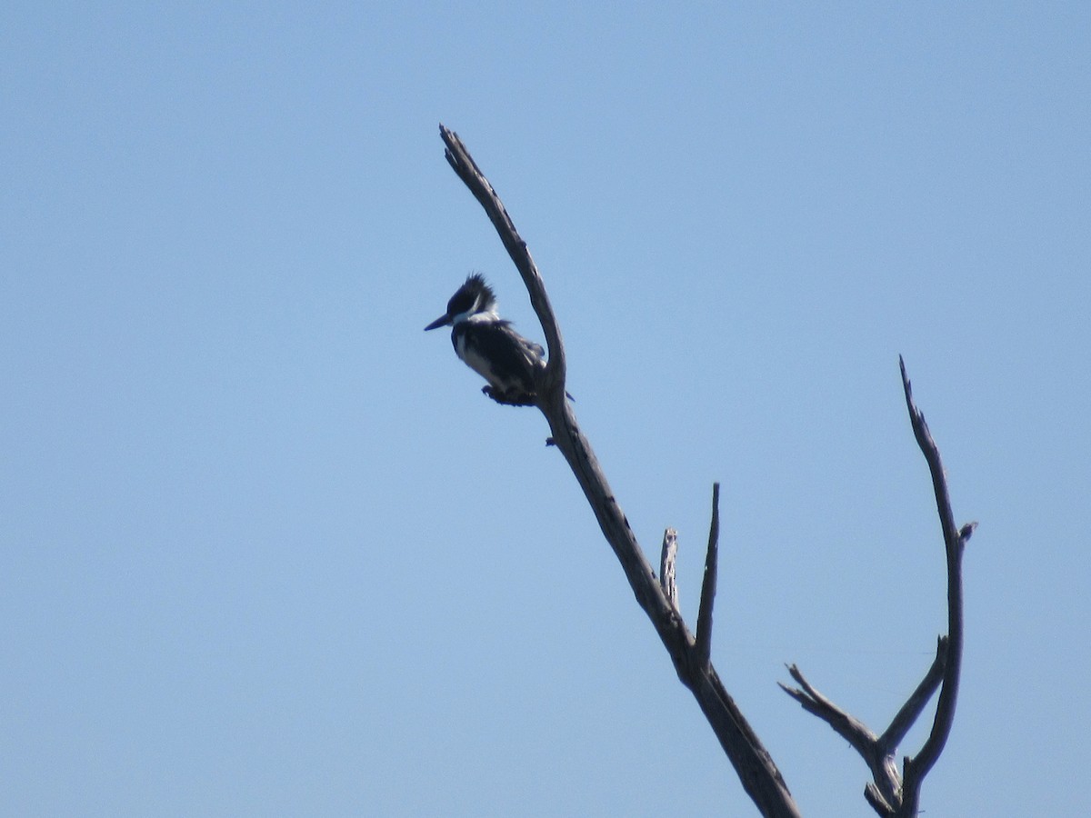 Belted Kingfisher - ML142473851