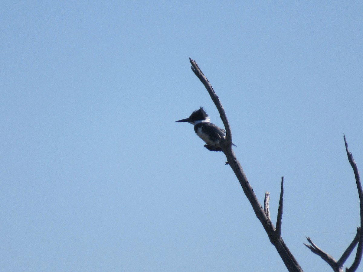 Belted Kingfisher - ML142473861