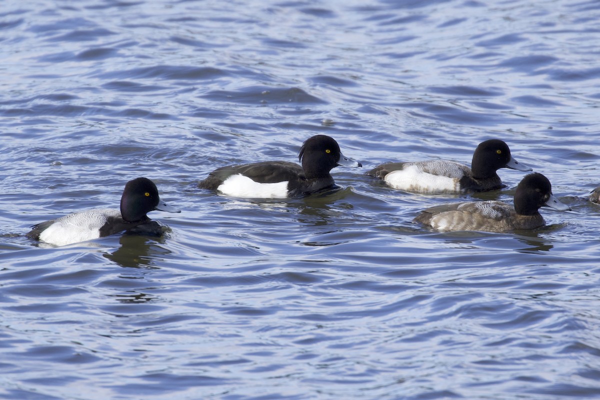 Tufted Duck - ML142473951