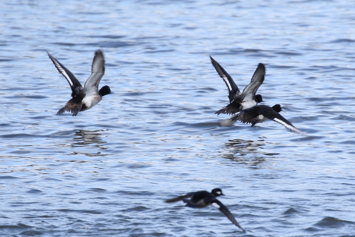 Tufted Duck - ML142473961