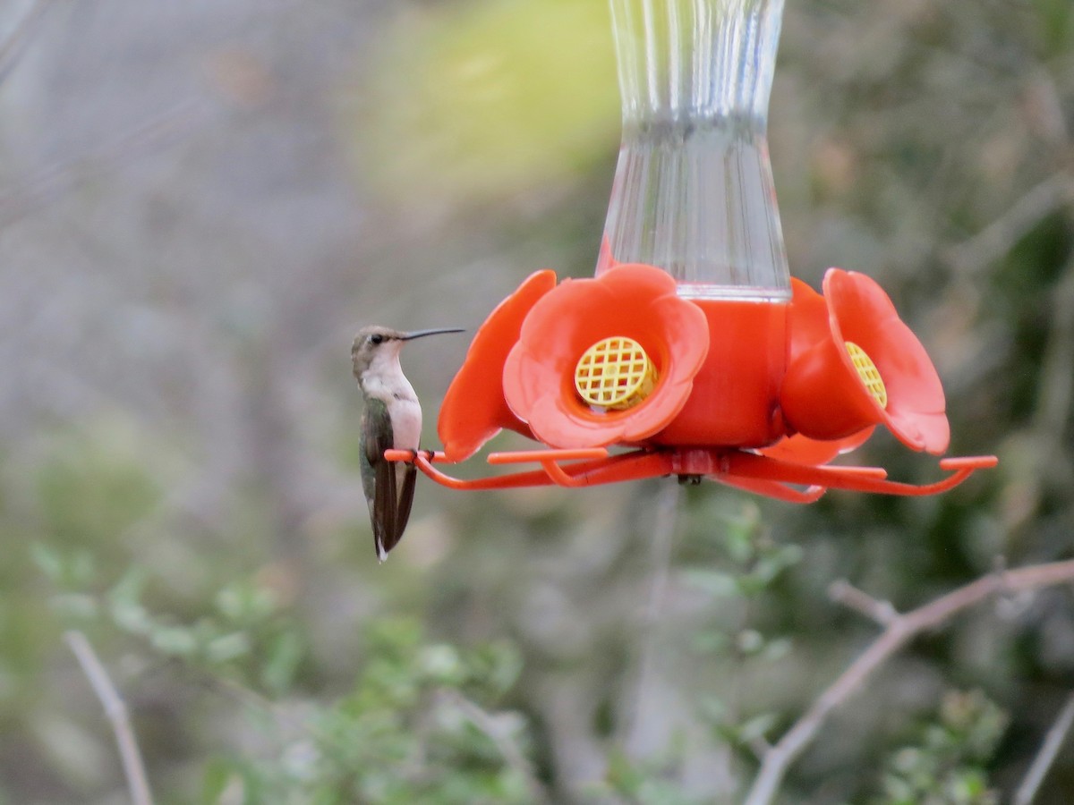 Ruby-throated Hummingbird - ML142478961