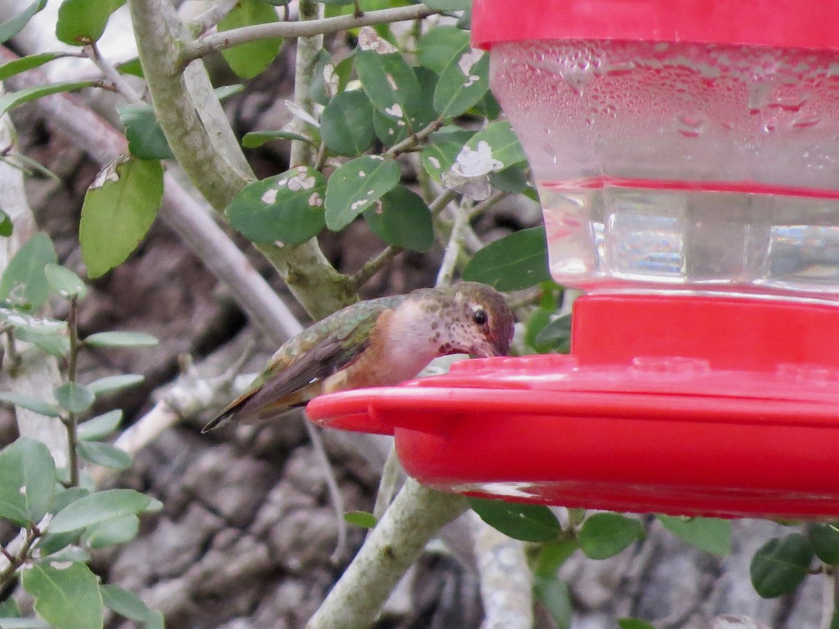 Rufous Hummingbird - ML142479121