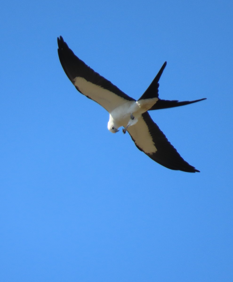 Swallow-tailed Kite - ML142479491