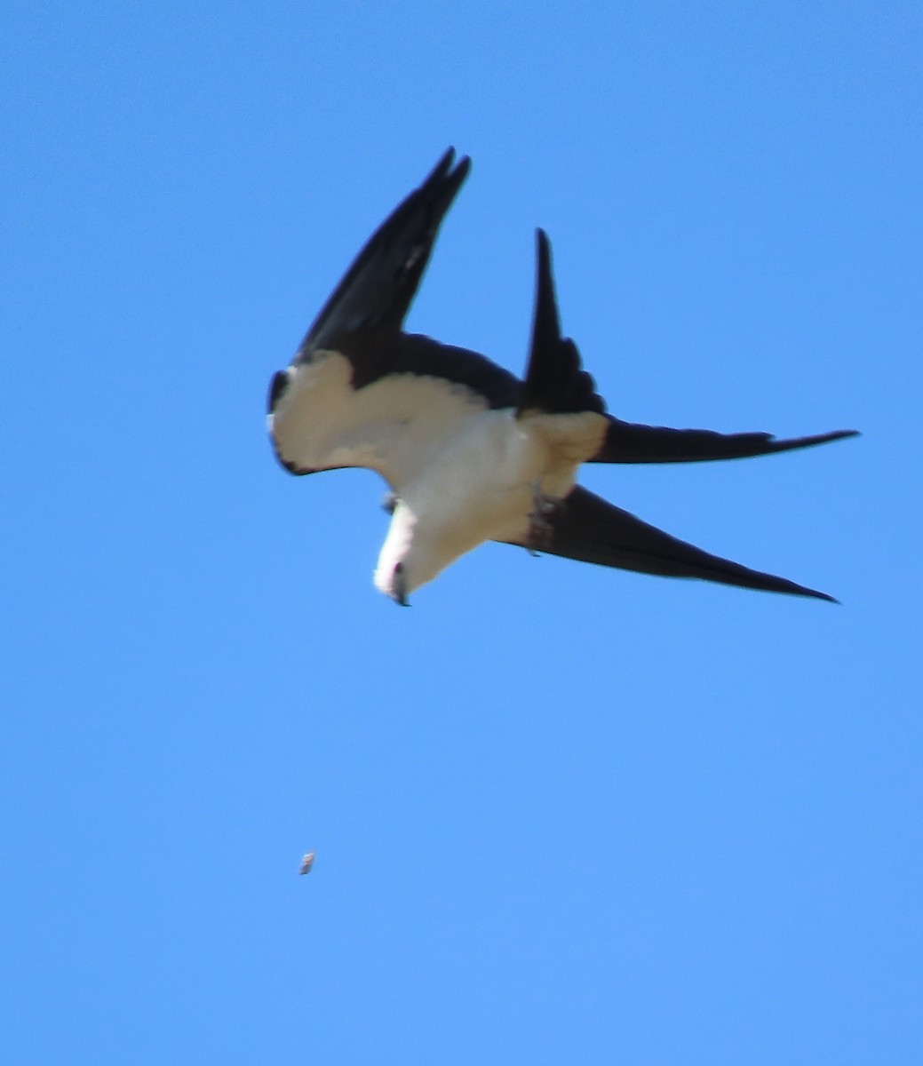 Swallow-tailed Kite - ML142479941