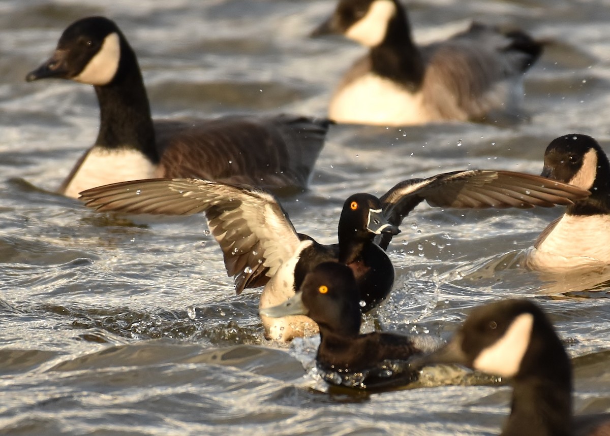 Ring-necked Duck - Don Carbaugh
