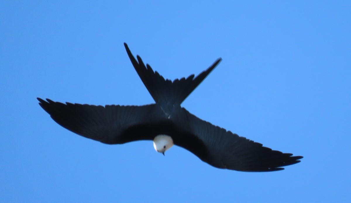 Swallow-tailed Kite - ML142480241
