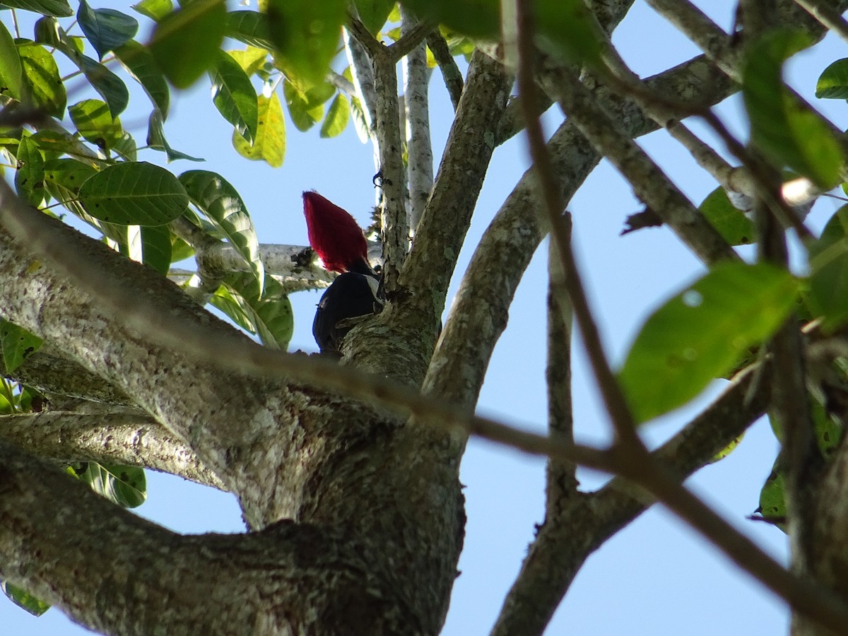 Pale-billed Woodpecker - ML142482091