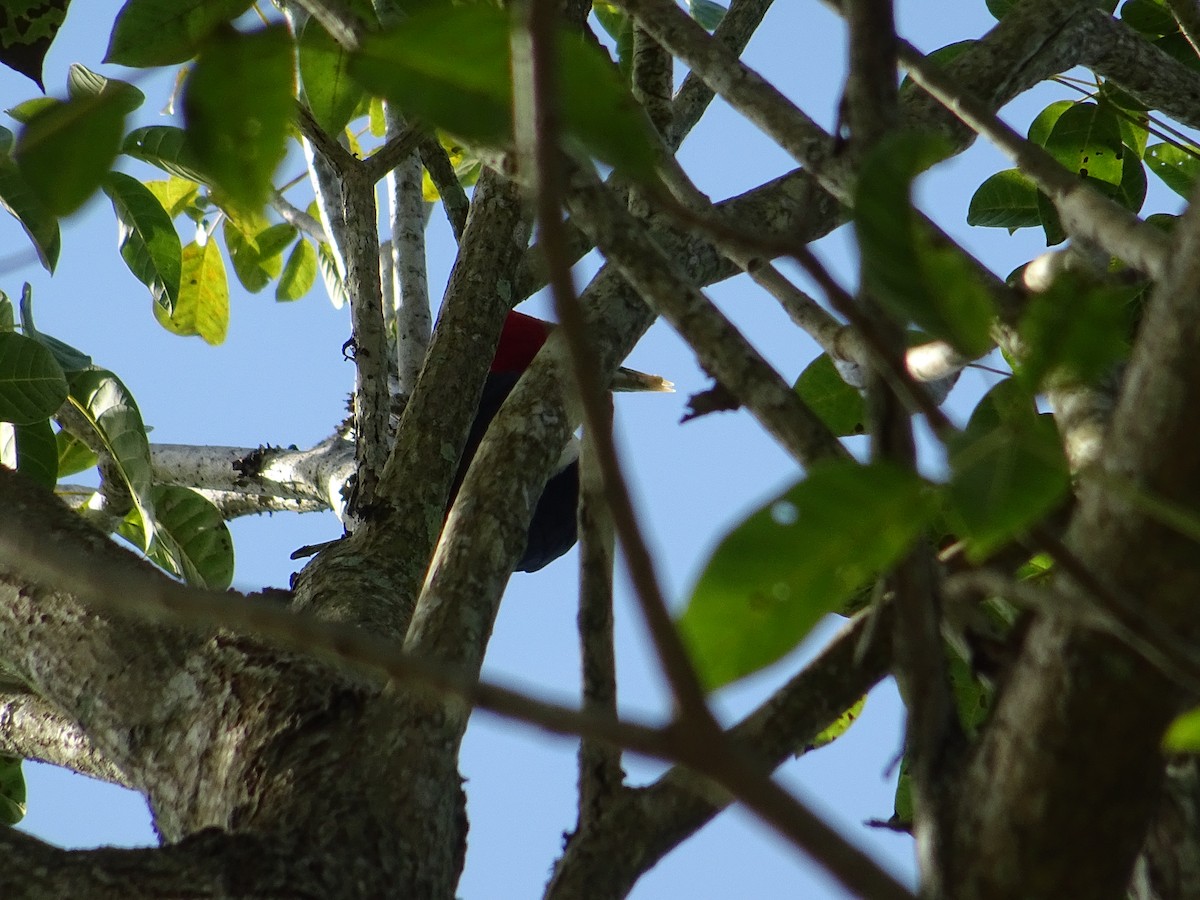 Pale-billed Woodpecker - ML142482101